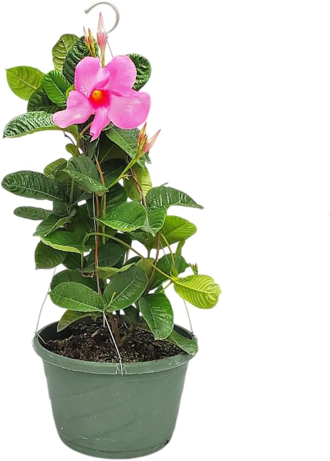 Pink Mandevilla Plant Live Hanging Basket - 12" Basket - Overall Size 14" Wide by 18" Tall - Tropical Plants of Florida (Plant Only)