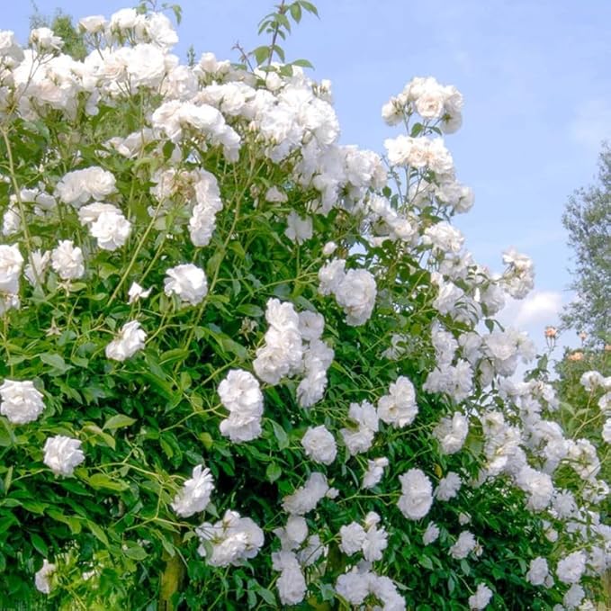 White Rose Live Plant, Can Grow As Rose Bushes Shrubs or Climbing, Fragrant Ready to Plant, Starter Size, 5 to 10 Inc Tall, Dormant in Winter