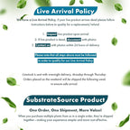 SubstrateSource Live Plants - Alternanthera Reineckii Rosanervig (Alternanthera reineckii) - Medium to High Light, Pink-Red, Midground to Background Placement, Pink Accents - Tissue Culture, 1 Pack