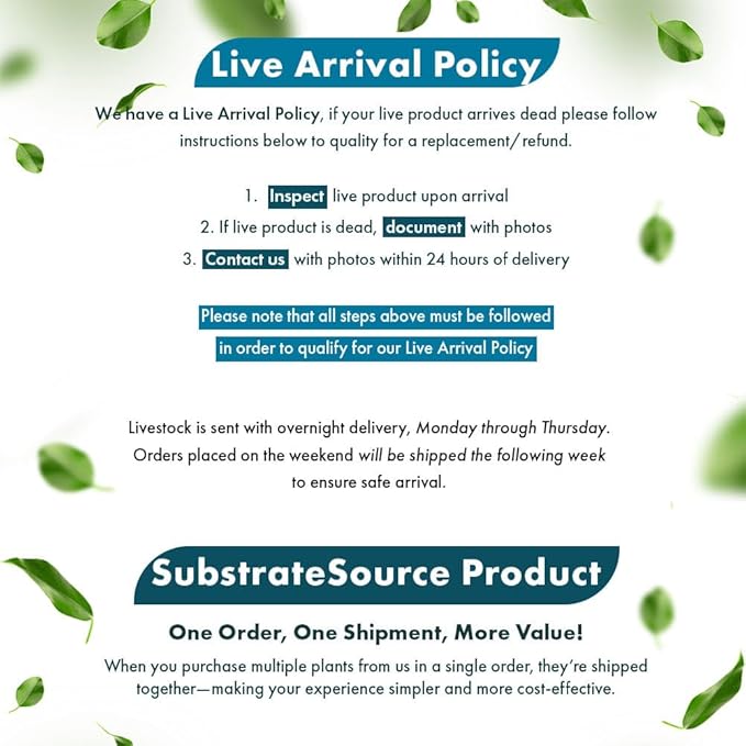 SubstrateSource Live Plants – Anubias Mini Coin (Anubias sp.) – Low Light, Bright Green Color, Foreground to Midground Aquarium Placement for Beginner, Small Rounded Leaf - Tissue Culture, 1 Pack