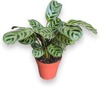 Calathea Burle Marx, Fishbone Prayer Plant, Unique and Easy to Care Live Indoor Plant, 4 inch Pot - Hopewind Plants Shop