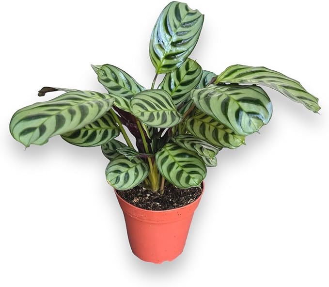 Calathea Burle Marx, Fishbone Prayer Plant, Unique and Easy to Care Live Indoor Plant, 4 inch Pot - Hopewind Plants Shop