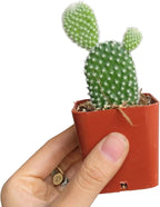 Live Cactus Plants, Fully Rooted 2-inch Cactus Succulent Plants, Rare Varieties for Gift or Home Decoration (Bunny Ear Cactus)