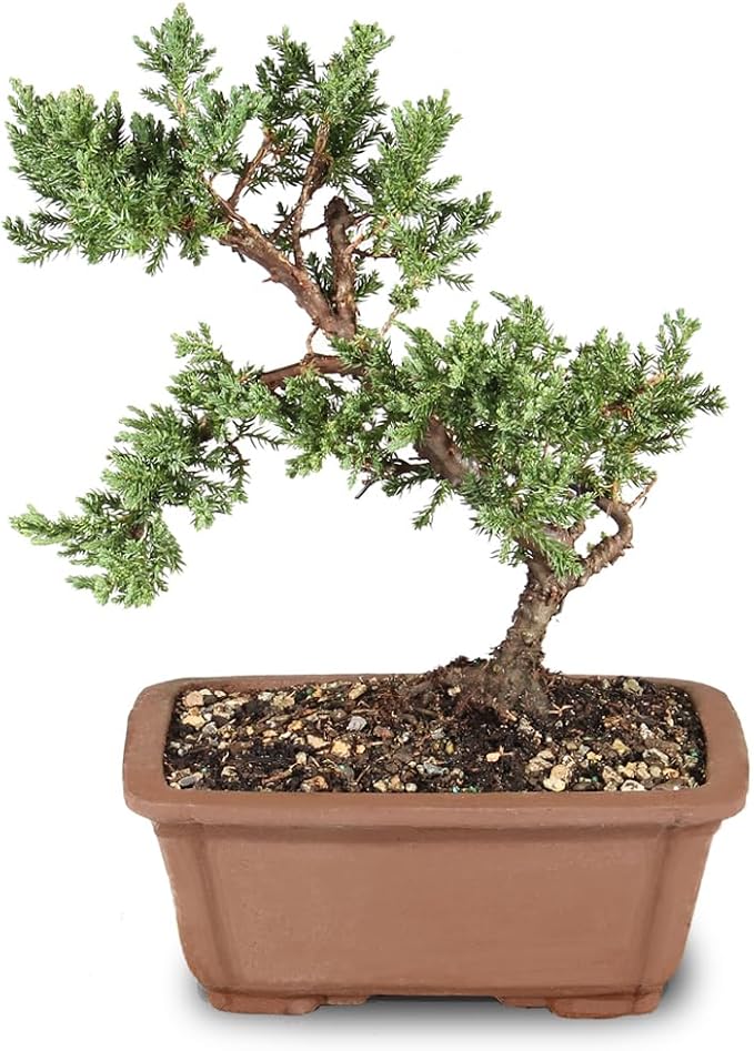 Brussel's Bonsai - Live Green Mound Juniper Bonsai Tree, Outdoor Bonsai Tree Live Plant, Medium Bonsai for Patio Garden Décor, Easy Care Evergreen Bonsai (Medium)
