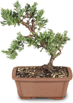 Brussel's Bonsai - Live Green Mound Juniper Bonsai Tree, Outdoor Bonsai Tree Live Plant, Medium Bonsai for Patio Garden Décor, Easy Care Evergreen Bonsai (Medium)