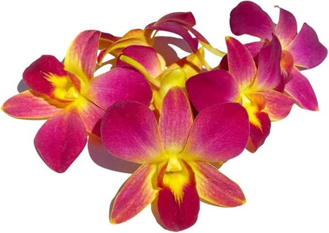 Miami Fresh Orchid Flower OrchidClub USA Sunne Tropical Loose Bloom DIY Lei Food Drink Decoration (50 YELLOW)