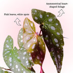 Begonia Live Plant, Begonias Live Plant, Rare Begonias Plants, 5-7 Inches in Height for Indoor Houseplant (Pink Leaf with White Spots Begonia)