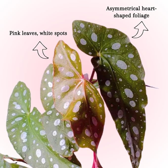 Begonia Live Plant, Begonias Live Plant, Rare Begonias Plants, 5-7 Inches in Height for Indoor Houseplant (Pink Leaf with White Spots Begonia)