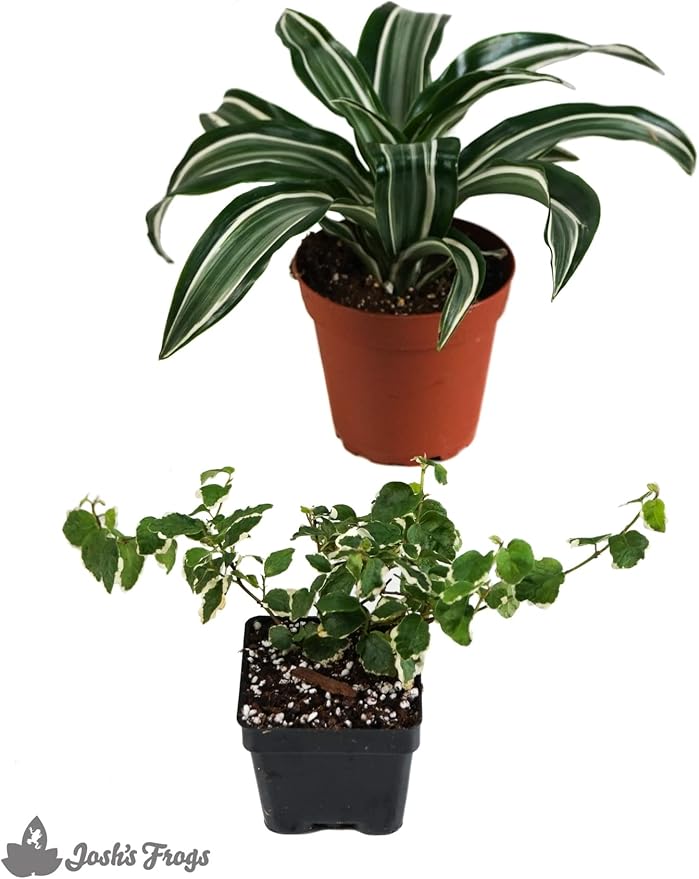 12x12x18 Day Gecko Vivarium Plant Kit