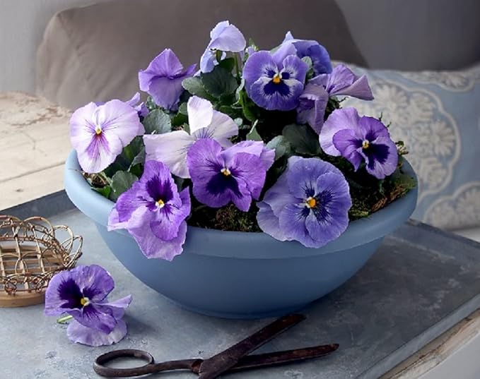 The HC Companies 20 Inch Large Garden Bowl Planter - Shallow Plant Pot with Drainage Plug for Indoor Outdoor Flowers, Herbs, Slate Blue (Pack of 5)