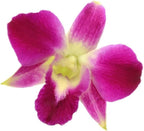 Fresh Loose Purple Dendrobium Orchid Blossoms 50 ct.