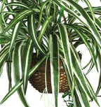 Nearly Natural 6607 Spider Hanging Basket Decorative Silk Plant, Green,10.25" x 10.25" x 17.5"