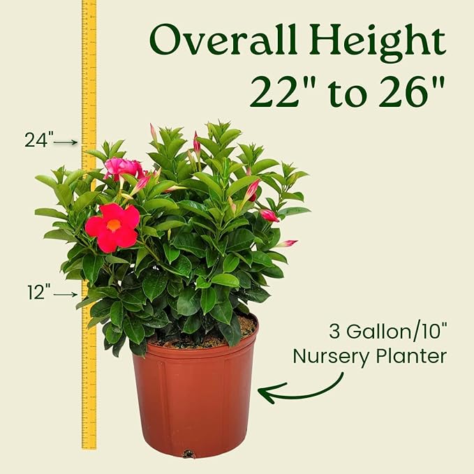 Dipladenia Bush - Flowering Plant - Coral Flowers - Overall Height 22" to 26" - Tropical Plants of Florida (Plant Only)