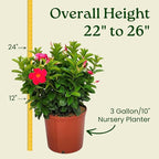 Dipladenia Bush - Flowering Plant - Coral Flowers - Overall Height 22" to 26" - Tropical Plants of Florida (Plant Only)