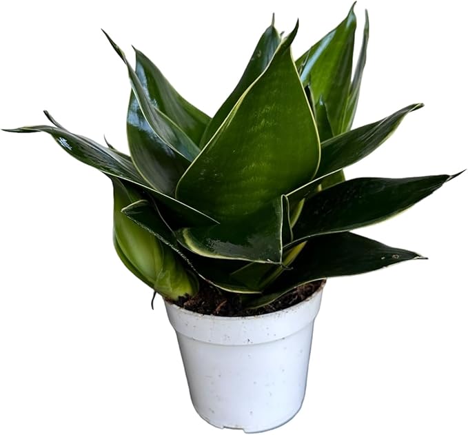 Live Plant, Snake Plant, Indoor Plant, Sansevieria, Air Purifying, Easy Care, 4 inch Pot by Hopewind Plants Shop (Emerald Star)