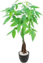 Athena's Garden Money Tree Plant Indoor Live Plant Pachira Money Tree with Ceramic Planter 18 Inches Tall, Black Pot - White Rocks, Medium