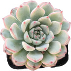 Live Succulent Cactus Plants (2" Pot Echeveria Minima)