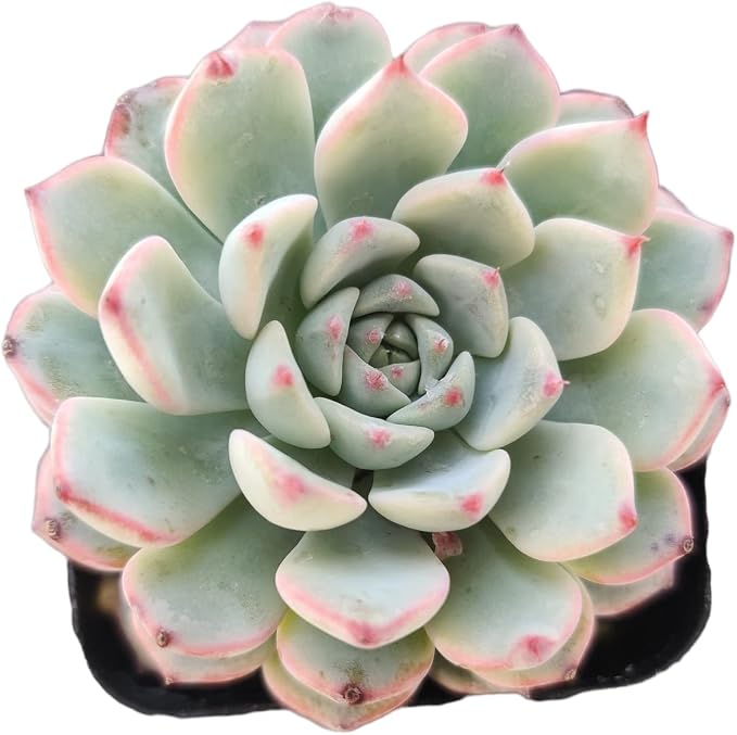 Live Succulent Cactus Plants (2" Pot Echeveria Minima)
