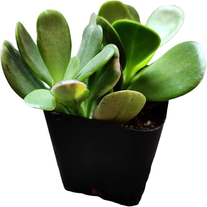 Live Succulent Cactus Plants (2" Pot Senecio Jacobsenii Trailing Jade)