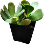 Live Succulent Cactus Plants (2" Pot Senecio Jacobsenii Trailing Jade)