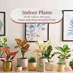 Aglaonema Live Plant Collection (4-Pack) - Chinese Evergreen Plants in 2-Inch Pots | Easy-Care Indoor Houseplants | Perfect for Low Light, Office Decor, and Air Purification