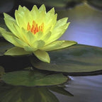 Nymphaea Joey Tomocik Yellow Hardy Water Lily Rhizome Live Aquarium Plant BUY2GET1FREE