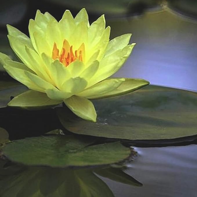 Nymphaea Joey Tomocik Yellow Hardy Water Lily Rhizome Live Aquarium Plant BUY2GET1FREE