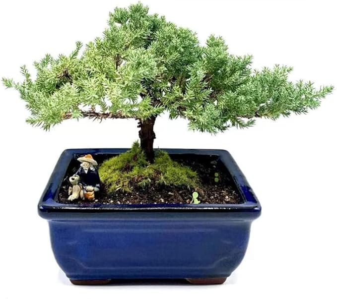 Live Dwarf Juniper Bonsai Tree | Indoor/Outdoor | 100% Handcrafted| Home and Office Décor | Best Gift for Holiday (M)