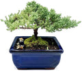 Live Dwarf Juniper Bonsai Tree | Indoor/Outdoor | 100% Handcrafted| Home and Office Décor | Best Gift for Holiday (M)