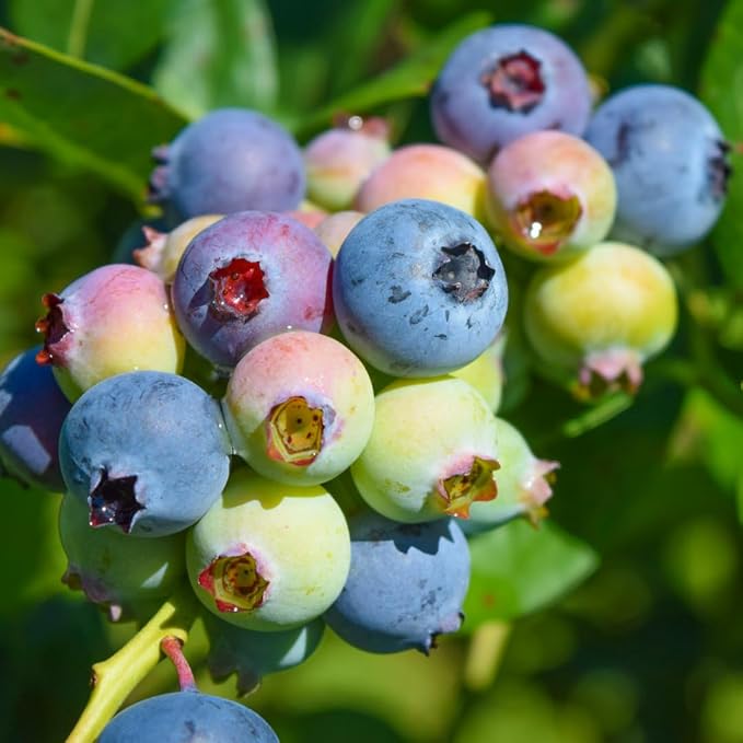 Blueberry Plant Legacy Live for Sale (4 Pack) | Easy to Grow Plants | Edible Fruit Plant for Sustainable Living | Grow Your own Food on Your Edible Organic Garden| Live for Planting| No Seeds