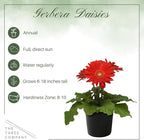 Live Flowering Gerbera Daisies - Red (3 Plants Per Pack) - Beautiful Spring Flowers - 12" Tall by 5" Wide in 1 Qt Pot