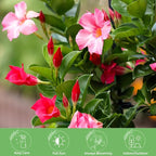 American Plant Exchange Pink Dipladenia Bush, Large 10-Inch Pot, Live Plant, Flowering Shrub for Container Gardens and Landscapes, Continuous Bloomer, Indoor & Outdoor Use