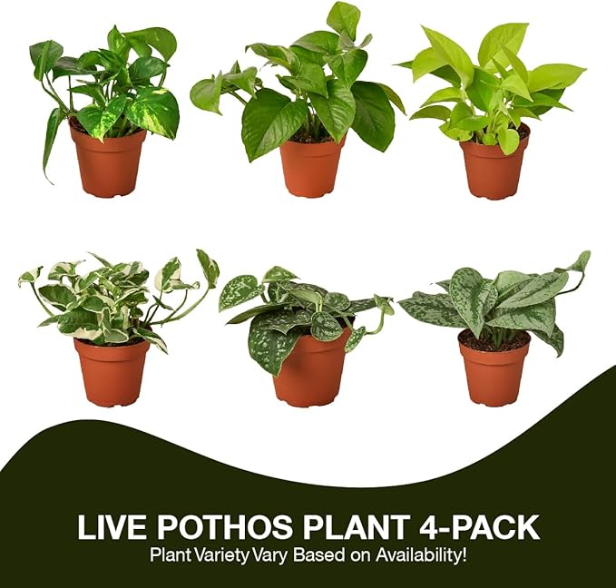 3 Live Pothos Plants Variety Pack - Easy to Care Houseplants - Air Purifying Plants - 4" Pot - Live Plant - Houseplant Live Plants