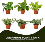 3 Live Pothos Plants Variety Pack - Easy to Care Houseplants - Air Purifying Plants - 4" Pot - Live Plant - Houseplant Live Plants