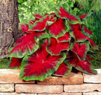 Florida Cardinal Caladium Bulbs for Planting – Perennial Elephant Ear, Fancy Heart-Shaped Leaves, Vibrant Red and Green Foliage for Shade Gardens, Containers, and Indoor Displays (20 Bulbs)