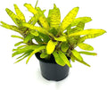 ragnaroc Live Plants – Bromeliad Neoregelia Tigrina, 8-12" in 6" Pot - 1ct - Live Arrival Guaranteed - House Plants for Home Decor & Gift