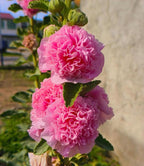 50pcs Summer Carnival Mix Hollyhock Seeds Heirloom Non-GMO Dwarf Biennial Pollinators