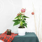 Live Indoor Flowering Houseplants, Anthurium Pink in 6" Grower Pot, Easy Care Houseplants