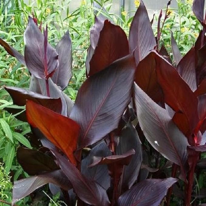 Canna 'Compact Australia', a Great Live Pond Plant for Your Water Garden. Filters The koi and Goldfish Pond. Good for Bogs, Plant Shelf or Shallow Water This marginal Aquatic is a Real Beauty