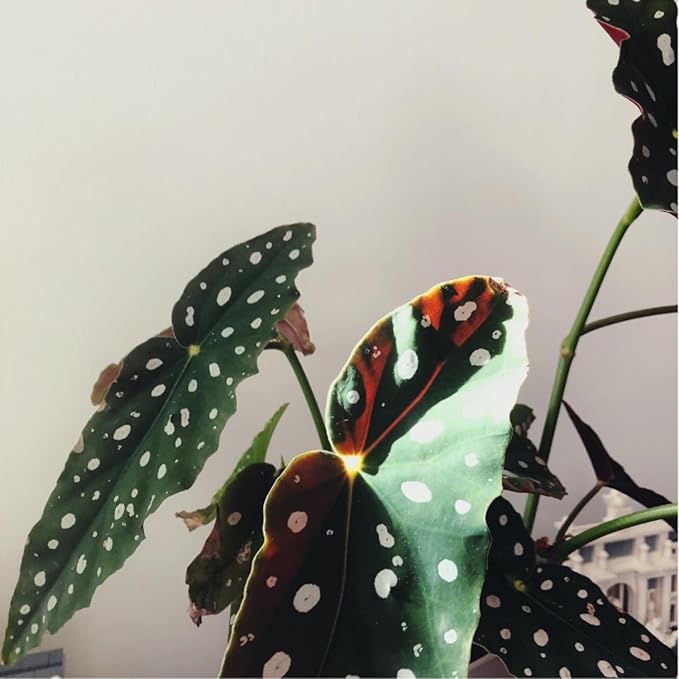 Trailing Begonia Plant Live, Rare Begonias Live Plant, 4-8 Inc Starter Indoor Outdoor Houseplant (Dot Angel Wing Begonia)