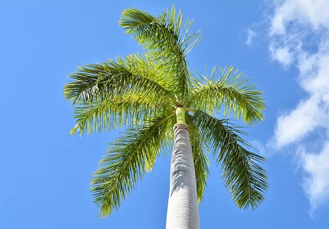 Royal Palm Tree Seeds for Planting - 10 Seeds - Roystonea Regina