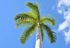 Royal Palm Tree Seeds for Planting - 10 Seeds - Roystonea Regina
