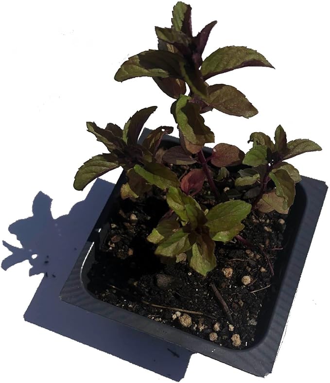 Organic Chocolate Mint Live Plant (Mentha piperita 'Chocolate Mint') 2.5 inch Pot.