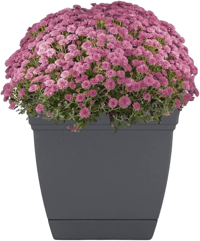 The HC Companies 6 Inch Eclipse Square Planter with Saucer - Indoor Outdoor Plant Pot for Flowers, Vegetables, and Herbs, Warm Gray (Pack of 2)