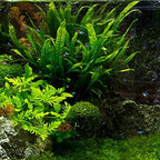 Java Fern Microsorum Pteropus Easy Low Light Live Aquarium Plant - Buy 2 Get 1