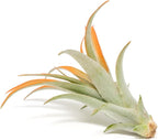 Tangerine Colorful Tillandsia Air Plants - Long Lasting Color Enhanced Live Tillandsia Succulent House Plants - Home And Garden Decor - Easy Care Indoor/Outdoor Plants (Brachycaulos Abdita, Pack of 3)