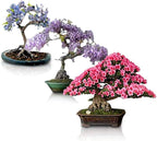 Flowering Bonsai Tree Seeds Bundle - 3 Types, All Flowering Tree Seeds, Vibrant Colors - Chinese Wisteria, Judas Tree, Blue Jacaranda