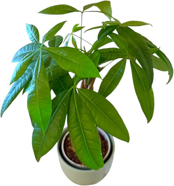 Money Tree Live Plant | 14-22 Inches Tall Bonsai | Easy to Grow Indoor Houseplant | Home, Office, or Room Decor | Birthday, Housewarming Gift (Sage)