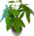 Money Tree Live Plant | 14-22 Inches Tall Bonsai | Easy to Grow Indoor Houseplant | Home, Office, or Room Decor | Birthday, Housewarming Gift (Sage)