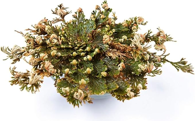 Incense Garden Rose of Jericho Flower The Resurrection Plant (2 Roses)